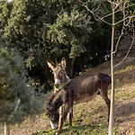 Villa Sobral Serenity